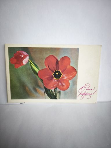 Открытка, 1968г., чистая. С днём рождения! Красивые тюльпаны. Фото Л. Тарасовой. 14