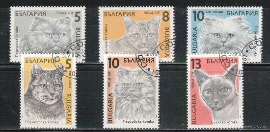Болгария-1989, (Мих.3808-3813) , гаш.  ,Фауна, Кошки(полная серия)