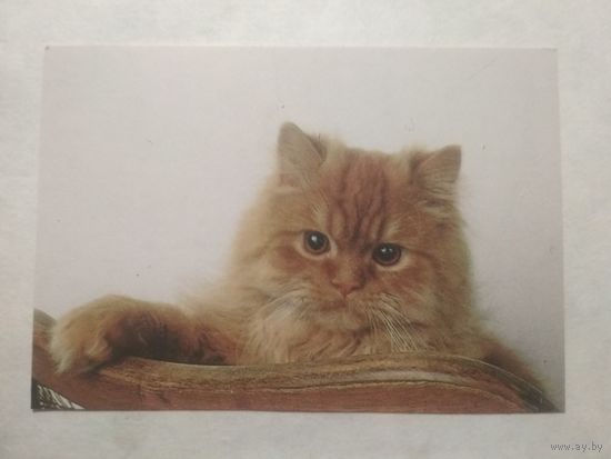 Карманный календарик. Котик.1994 год
