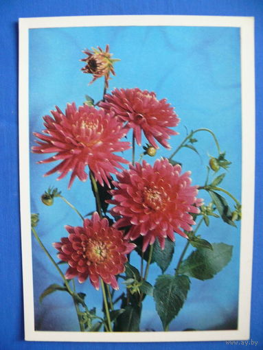Фото Г. Костенко, Цветы, 1975, чистая.
