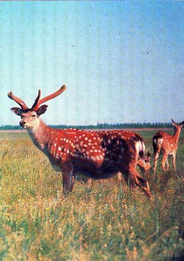Открытка. Пятнистый олень.1984