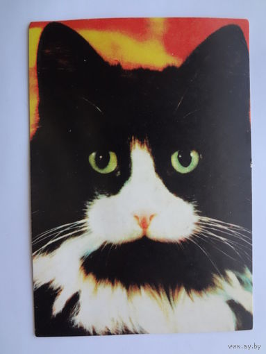 Календарик 1997 г. Черно-белый кот.