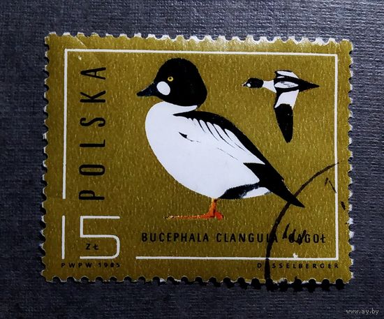 Марка Польша 1985 год Птицы