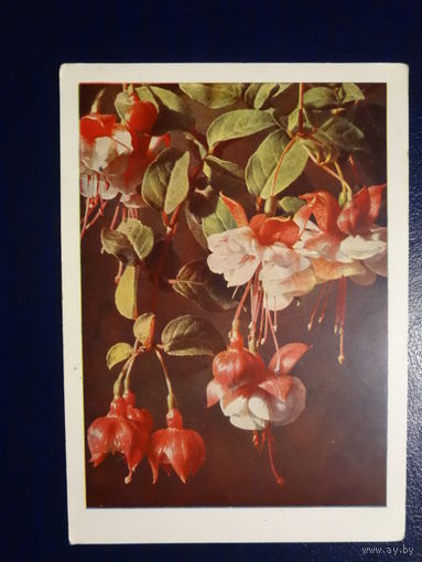 Цветы.  до 1958 г.  Германия.  подписанная.