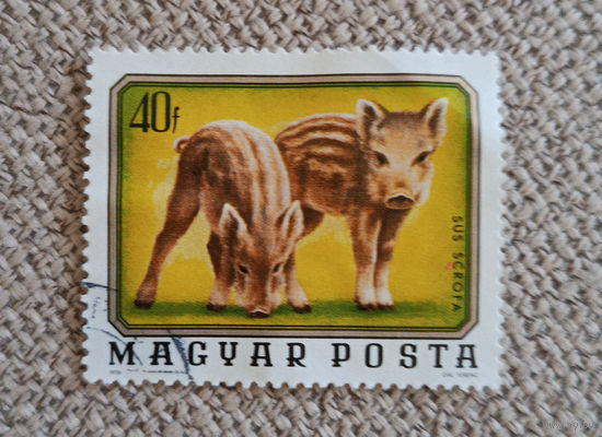 Венгрия дикие животные