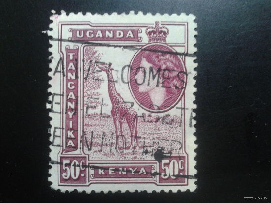 Кения Уганда Танганьика, 1954. Королева Елизавета II, жираф 50с