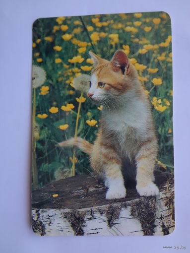 Календарик 1992 г. Котенок на пне.
