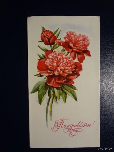Поздравляю!  Пионы.  1977 г.  подписанная.  двойная.