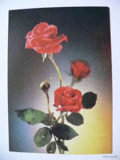 Киндрова Д.(фото), Розы, 1982, чистая.