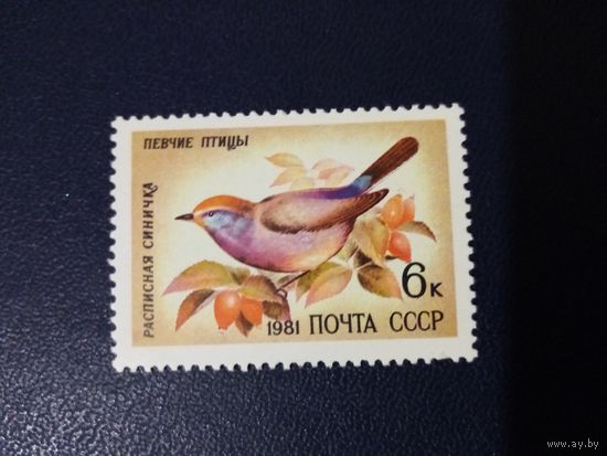 Певчие птицы.Расписная синичка. (2)