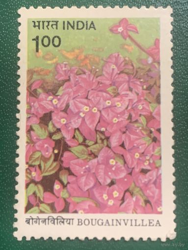 Индия. Флора. Цветы. Bougainvillea