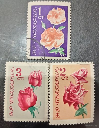 Болгария. Флора. Цветы. Розы