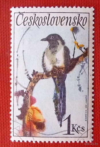 Чехословакия. Птица. ( 1 марка ) 1972 года.