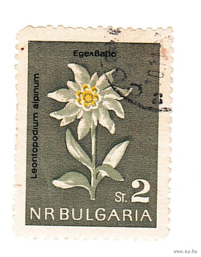 Болгария Флора