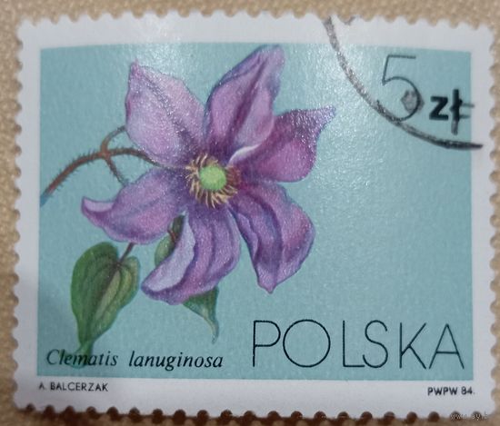 Польша 1984. Флора. Цветы. Clematis lanuginosa. Марка из серии