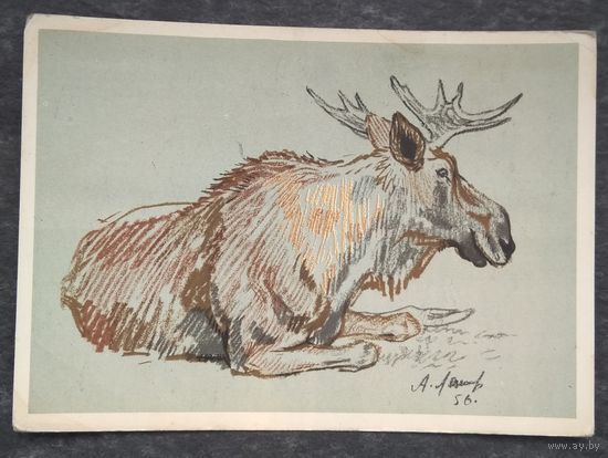 Лаптев А. Лось. 1956 г. Чистая.