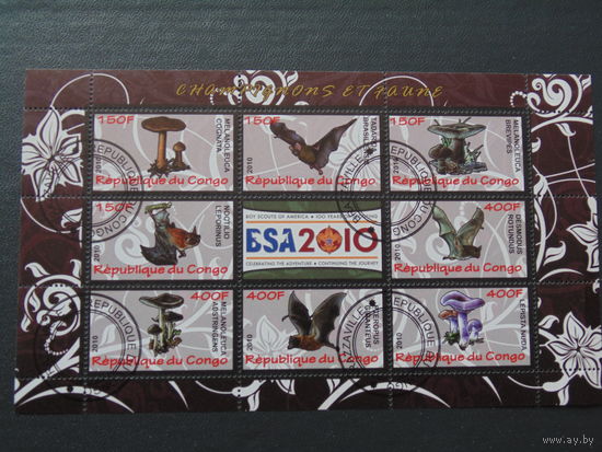 Конго 2010г. Грибы и летучая мышь.