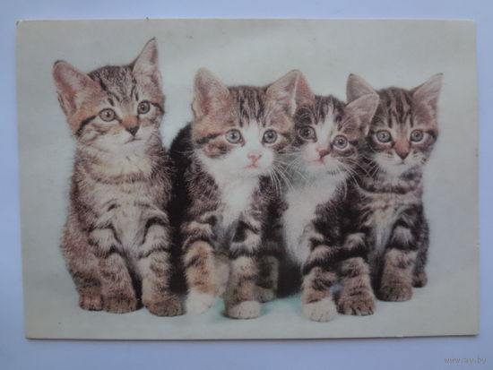 Календарик 1997 г. Четыре котенка.