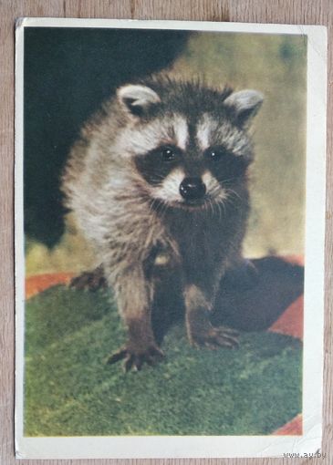 Игнатович Е. Американский енот. 1963 г. Подписана.