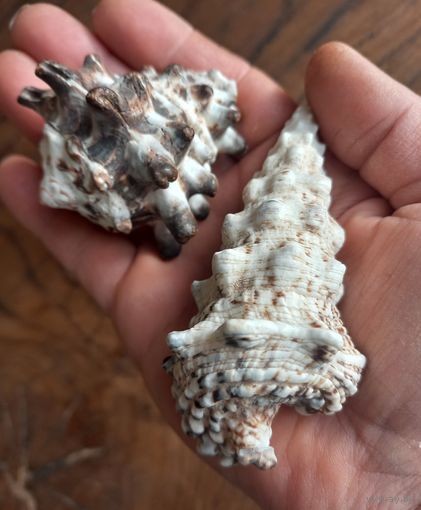 Ракушки Вазум и Церитиум.