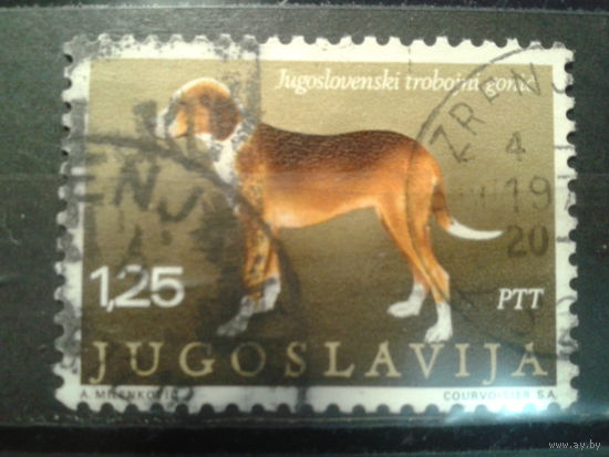 Югославия, 1970. Собака