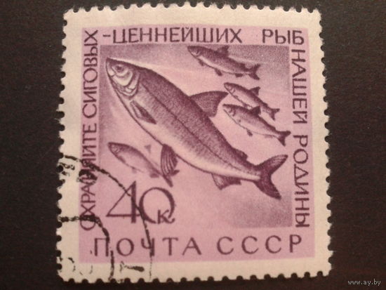 СССР 1960 рыбы