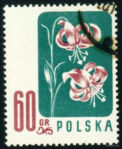 Цветы Польша 1957 год 1 марка