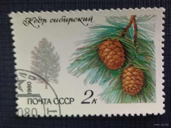 Марка СССР 1980 Кедр сибирский