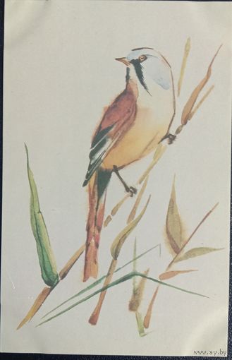 Открытка Синица Тренделева О.