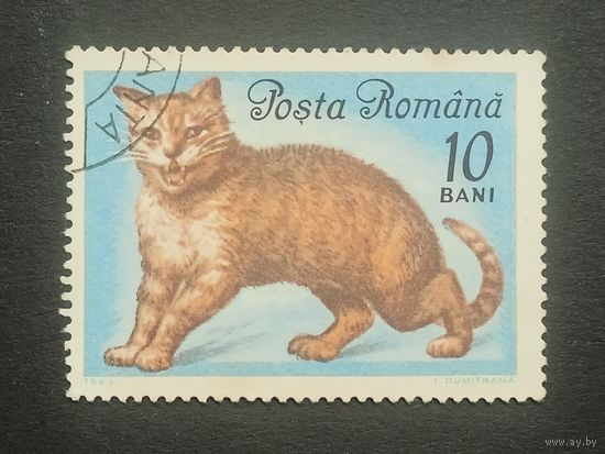 Румыния 1965. Коты