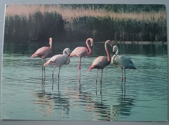 Фламинго. Открытка, 1985