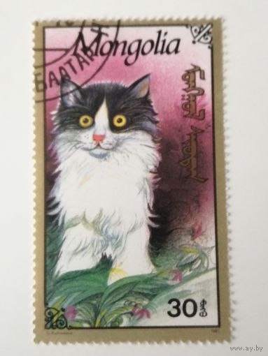 Монголия 1991. Коты и кошки