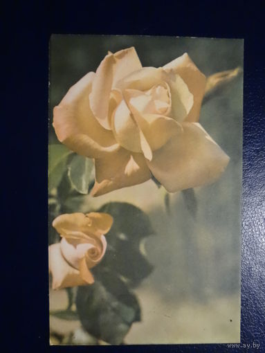 Розы.  1968 г.  подписанная.