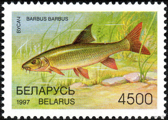 Редкие виды рыб водоемов Усач Беларусь 1997 год 1 марка