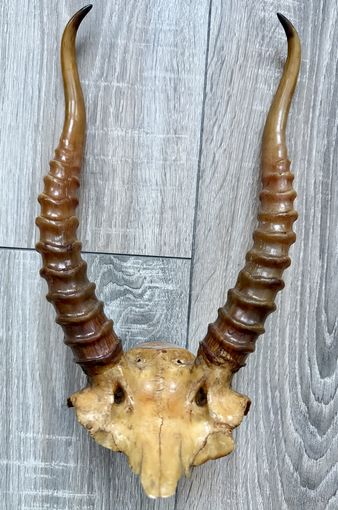 Череп с рогами Сайгака длинна 30 см!