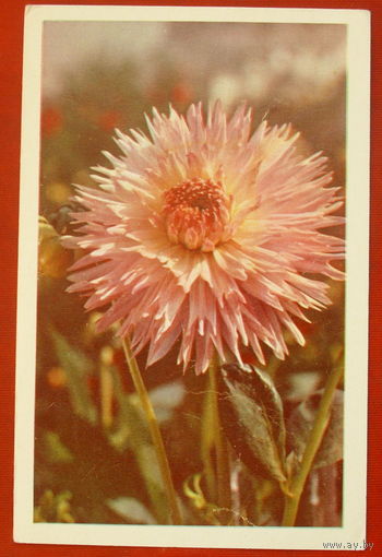 Георгина. Чистая. 1976 года. Фото Матанова. 27.