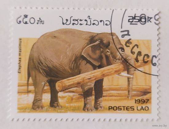 Лаос 1997, Слон