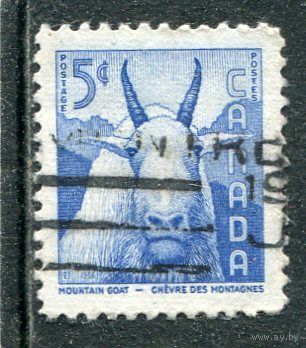 Канада. Стандарт. Фауна. Овцебык