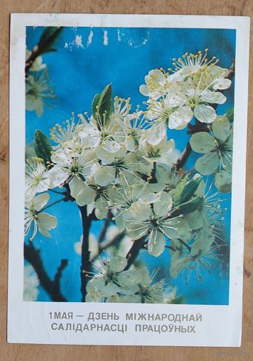 Дрозд А. 1 мая. 1989 г. Падпiсана.