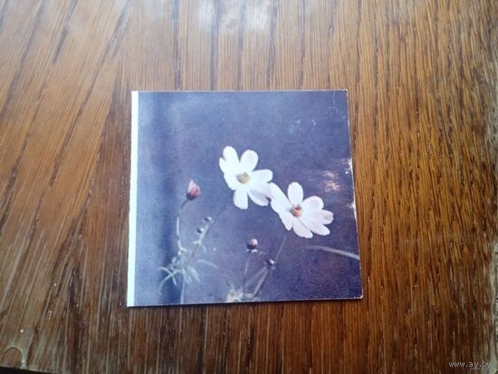 Цветы. Чистая.  " Минтис.МИНИ