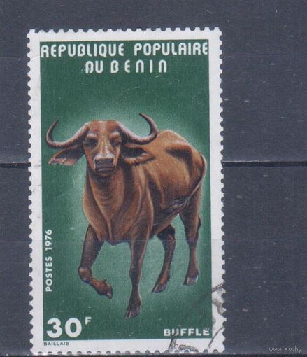 [1243] Бенин 1976. Фауна.Буйвол. Гашеная марка.