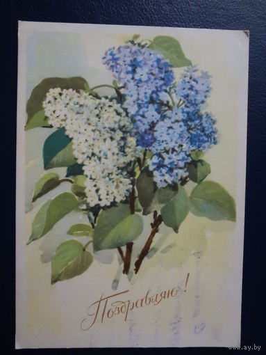 Поздравляю!  1966 г.  Сирень.
