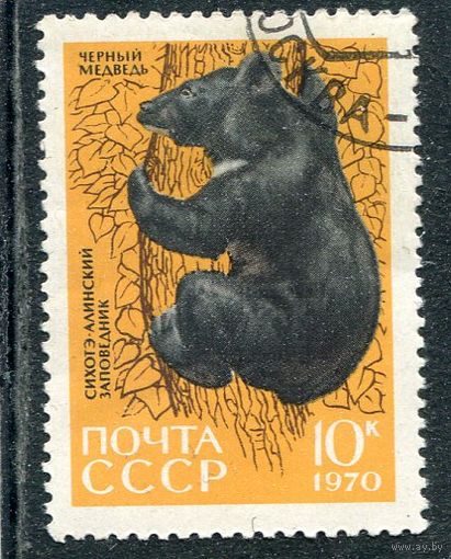 СССР 1970.. Заповедник. Черный медведь