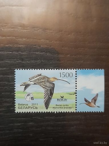 Беларусь 2011 кроншнеп