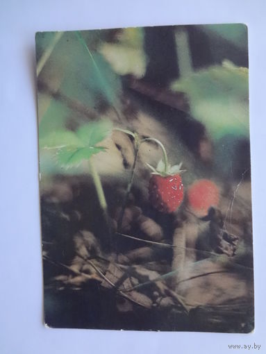 Календарик 1992 г. Земляника.