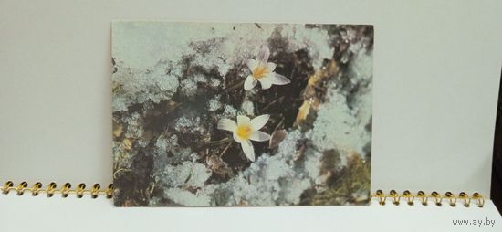Открытка чистая, 1987г. Первые цветы. Фото В. Доржинского. 14