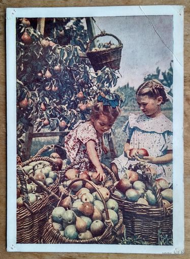 Хорунжий Н. Урожай. ПК. 1954 г. Подписана.