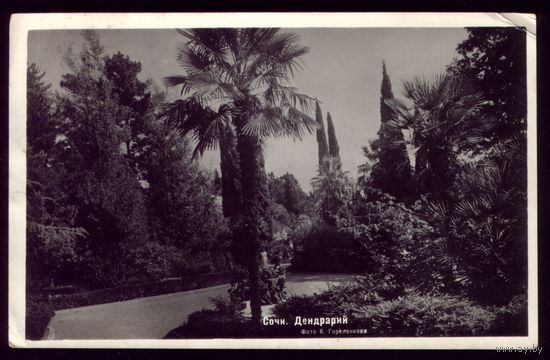 1955 год Сочи Дендрарий