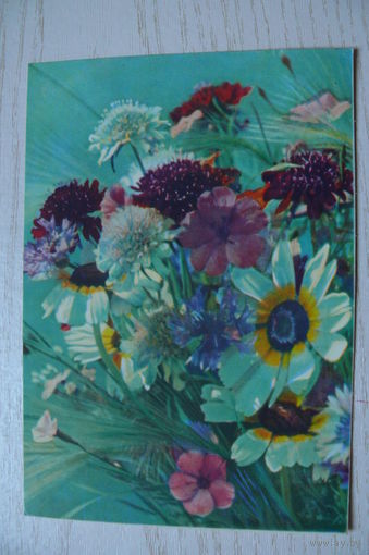 Ананьина Т., Летние цветы; 1967, подписана (изд. Минск).