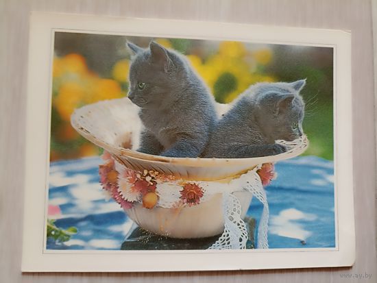 Котята Изд. МФЦП, чистая. девяностые годы